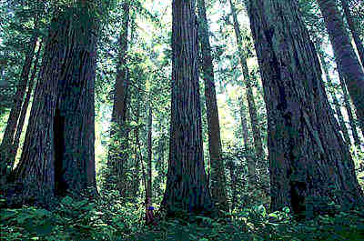 Old Growth Redwoods
